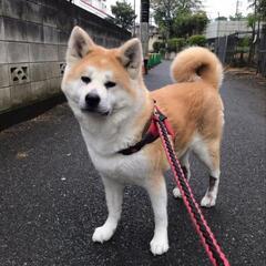 秋田犬の女の子