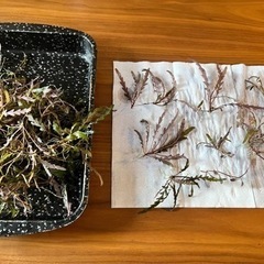 水草: ハイグロフィラピンナティフィダのトリミング株たっぷり約50株⑬の画像