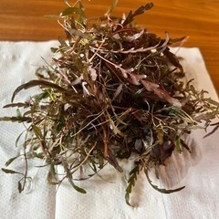 水草: ハイグロフィラピンナティフィダのトリミング株たっぷり約50株⑬の画像
