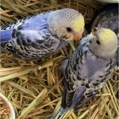 手乗りセキセイインコ雛2羽
