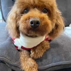 トイプードル★メス★7歳★里親募集します
