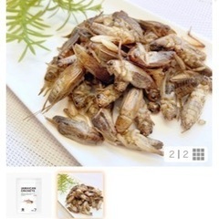 昆虫を美味しく料理してみませんか？？🐛✨ - その他
