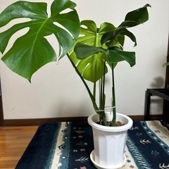 モンステラ 観葉植物