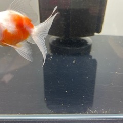 ADA 60㎝フレームレス水槽の画像