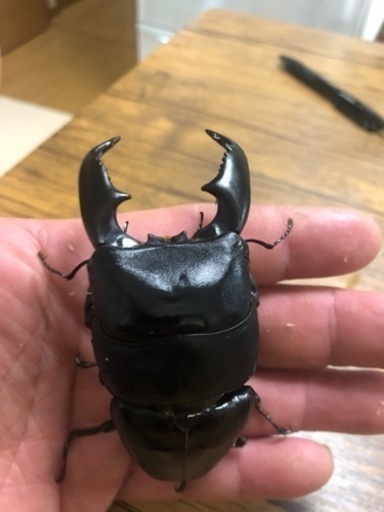 スマトラオオヒラタ　アチェ産　世子血統