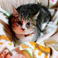 譲渡決定しました。大人しいキジ白ちゃん❣️3.5ヶ月。