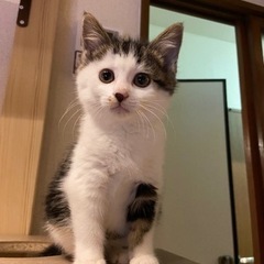 （受付停止中）背中にアメショーのようなタビー