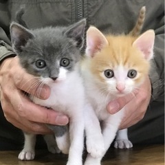 終了！ 《かわいい子猫4匹の里親募集》宮城県南部・福島県北部