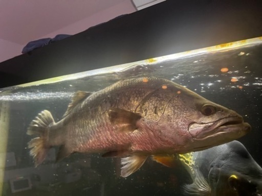 バラマンディ目測50〜55センチ