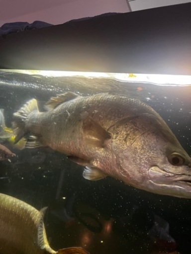 バラマンディ目測50〜55センチ