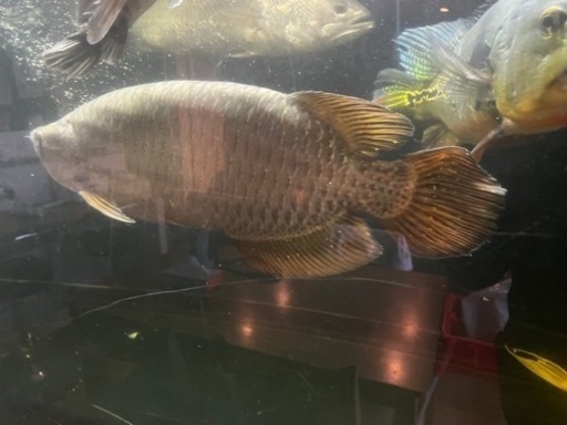 ノーザンバラムンディ目測55〜60