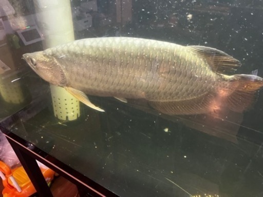 ノーザンバラムンディ目測55〜60