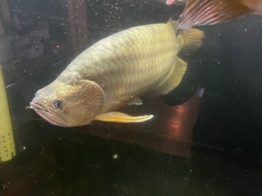 ノーザンバラムンディ目測55〜60