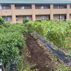 非常に安い価格の草刈り、造園、畑の掃除 - 地元のお店
