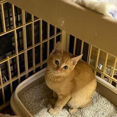 【家族が見つかりました】寄り添って生きてきた健気な茶トラ兄弟 - 猫