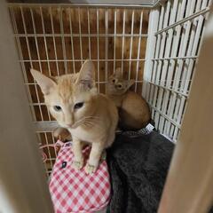 【家族が見つかりました】寄り添って生きてきた健気な茶トラ兄弟 − 大阪府