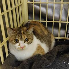 お外に戻すか悩み中の大人しい三毛猫ちゃん