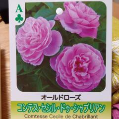【終了】バラ苗　オールドローズ