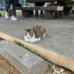 移住者です