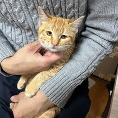 茶トラちゃん