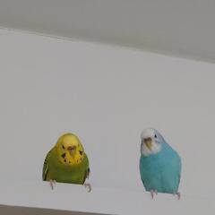 里親様が決まりました！！m(_ _)m 姉妹セキセイインコ