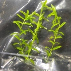 メダカ等の育成に　簡単スタートセット