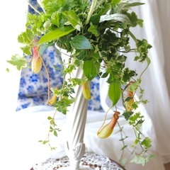 モルタルデコ&寄植え教室の画像