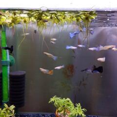 お魚さしあげます。