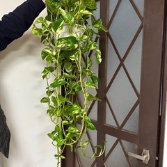 斑入りポトス   観葉植物