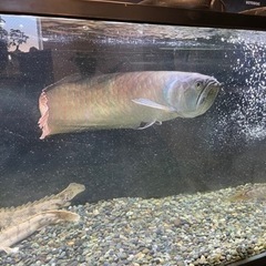 シルバーアロワナの画像