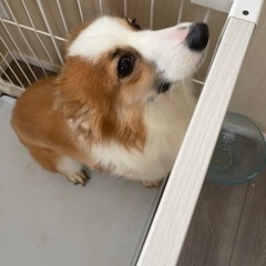 里親募集