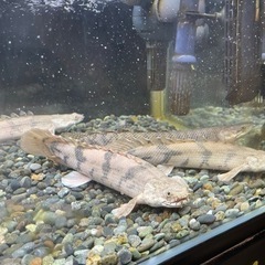 ポリプテルスエンドリケリー　(4匹)の画像