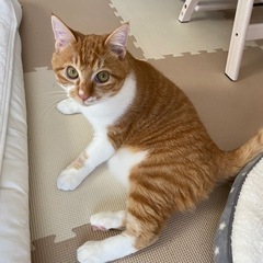 茶トラ(0才8ヶ月)