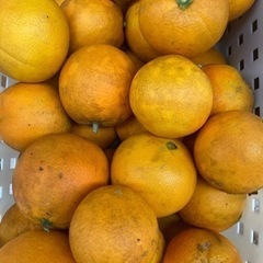 無農薬オレンジ　７０サイズ位の箱にの画像