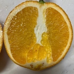 無農薬オレンジ　７０サイズ位の箱にの画像
