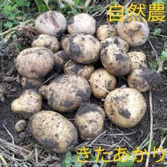 自然農　秋　じゃがいも　さやあかね　マチルダ　キタアカリの画像