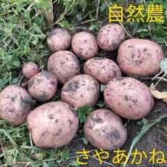 自然農　秋　じゃがいも　さやあかね　マチルダ　キタアカリ