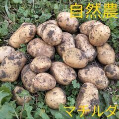 自然農　秋　じゃがいも　さやあかね　マチルダ　キタアカリの画像