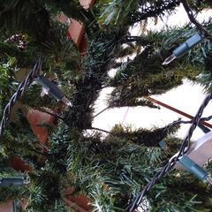 クリスマスツリーの画像