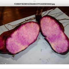 紫山芋ムカゴ　中8個　来年春植え付け用　栄養高い　粘り大の画像