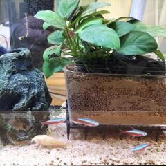 熱帯魚🐟もらってください!!