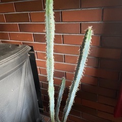 サボテン(ヤマカル) 無料でさしあげますの画像