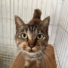 人が大好きな女の子です💕 - 猫