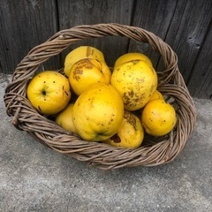 花梨の実