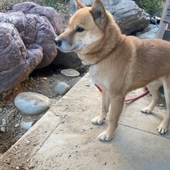 【家族決まりました】ミックス犬