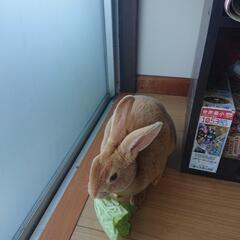 可愛がって頂けるかた募集してます。 − 宮崎県