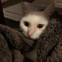 ◇真っ白くてしっぽの長い可愛い子猫です。　推定年齢：生後4ヶ月
