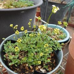 ウスキナズナ  花☆苗  ガーデニング 宿根草  蕾有り🌸
