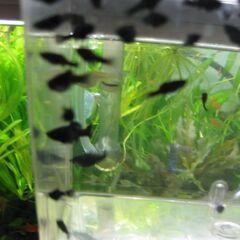 【観賞魚お譲りします】ブラックモーリーの幼魚、お譲りします。（２...