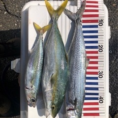 釣り